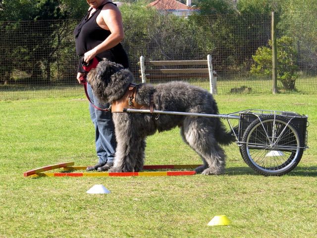 플랜더스의 개 실제견종