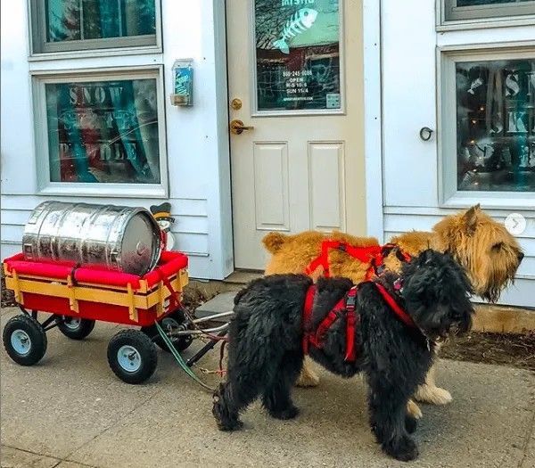 플랜더스의 개 실제견종
