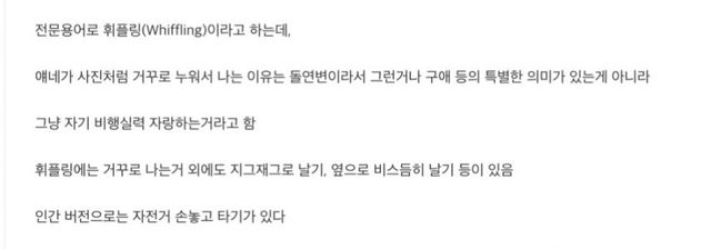 새들이 누워서 나는 이유