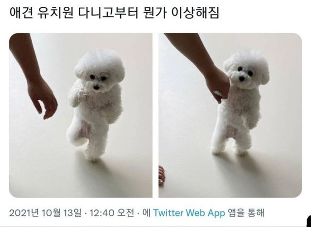 댕댕이 유치원 후기