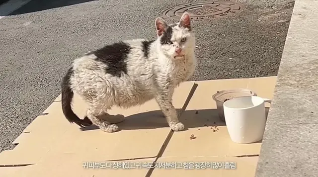 길에 버려진 고양이를 키운 결과