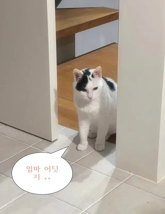 길에 버려진 고양이를 키운 결과