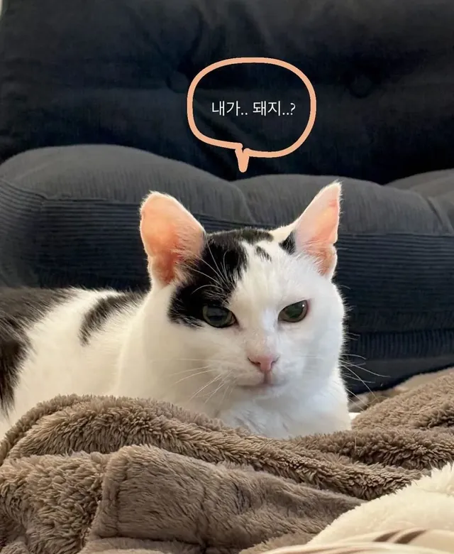 길에 버려진 고양이를 키운 결과