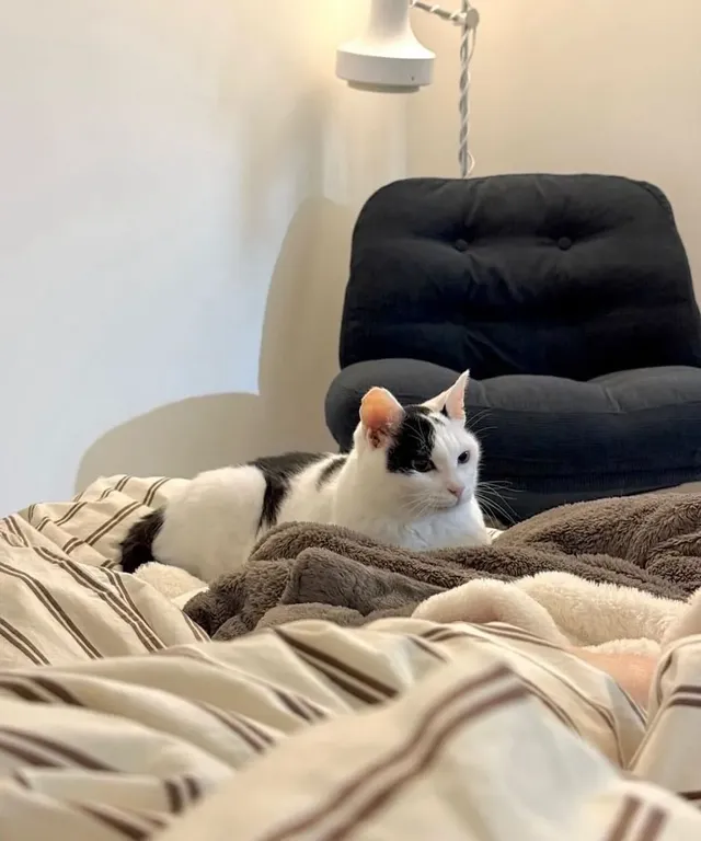 길에 버려진 고양이를 키운 결과