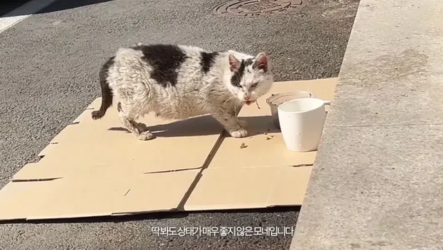 길에 버려진 고양이를 키운 결과