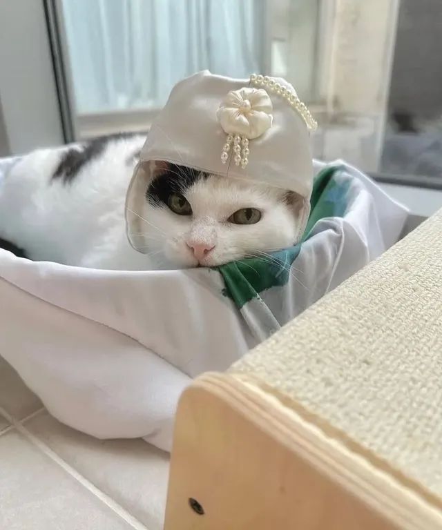 길에 버려진 고양이를 키운 결과