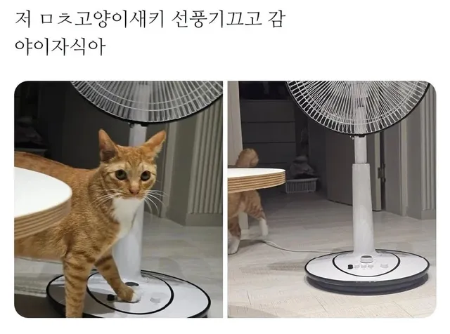 주인을 농락하는 냥아치