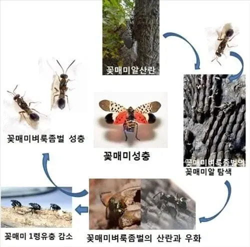 매년 이맘때쯤 극성이었던 꽃매미 안 보이는 이유