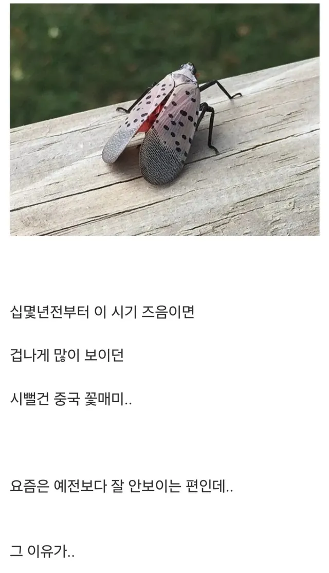 매년 이맘때쯤 극성이었던 꽃매미 안 보이는 이유