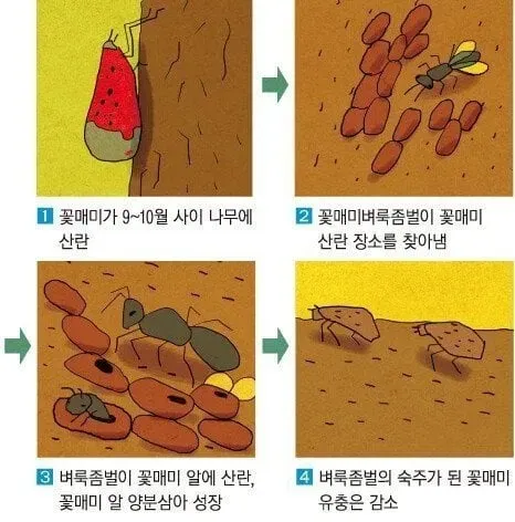 매년 이맘때쯤 극성이었던 꽃매미 안 보이는 이유