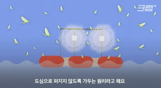 수도권 요즘 하루살이 안보이는 이유