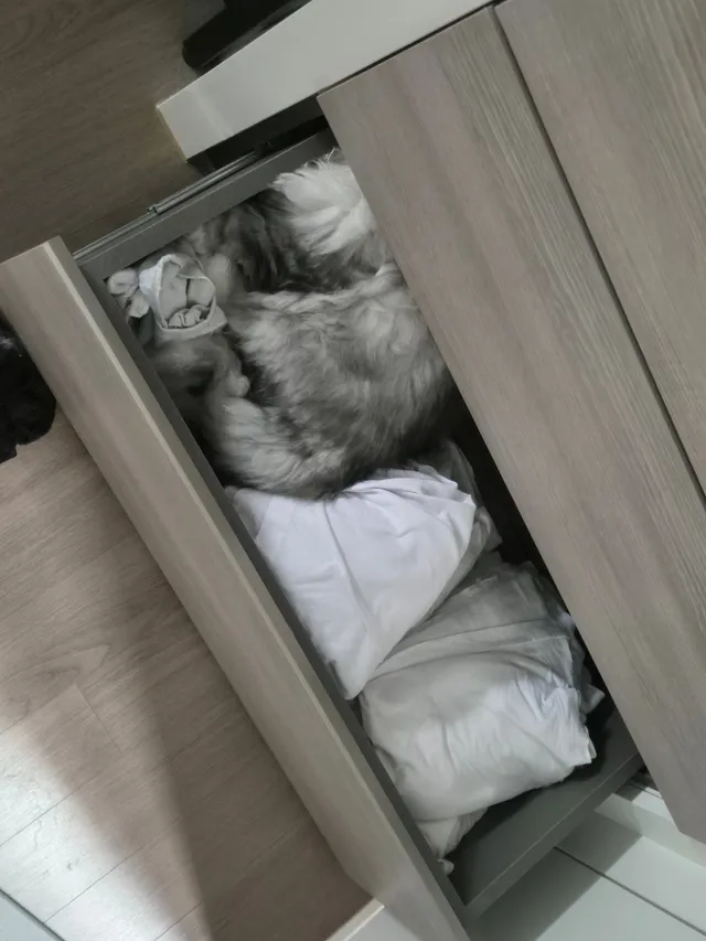 동생이 맡겨놓은 고양이를 잃어버린 디시인