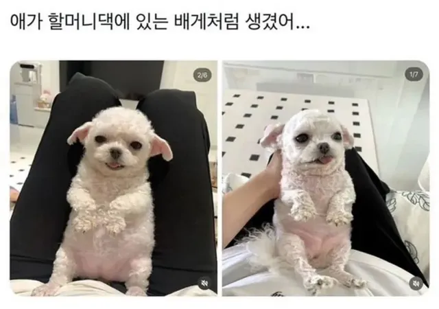 강아지 데려왔는데 애가 할머니집에 있는 베개처럼 생겼어
