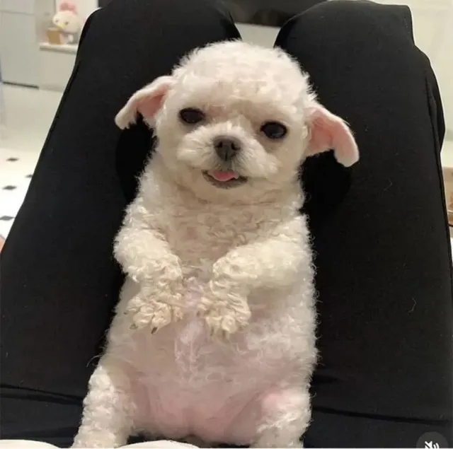 강아지 데려왔는데 애가 할머니집에 있는 베개처럼 생겼어