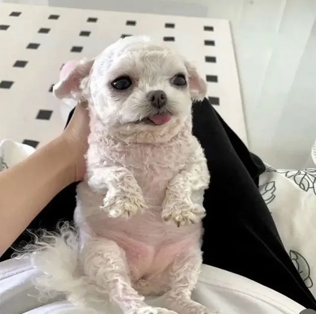 강아지 데려왔는데 애가 할머니집에 있는 베개처럼 생겼어