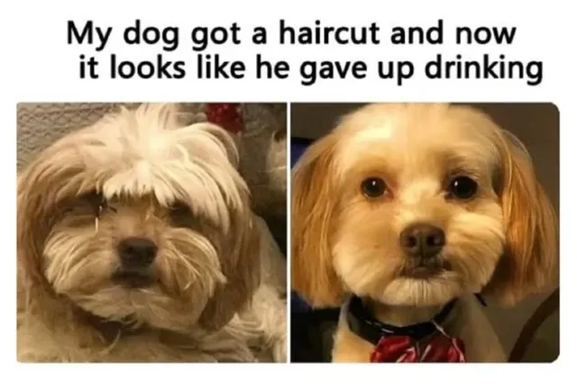 개 미용 했는데 술 끊고 정신 차린 사람 같아 보여