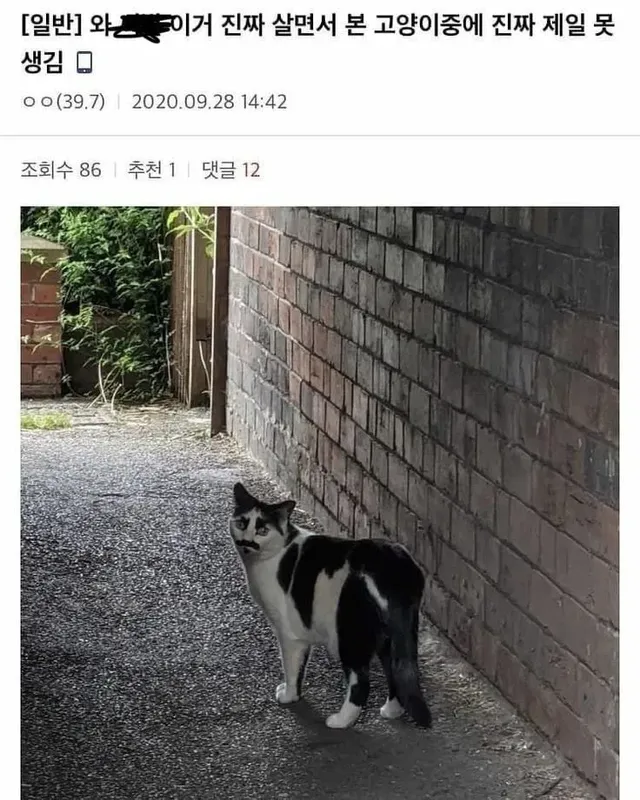 살면서 본 가장 못생긴 고양이.jpg