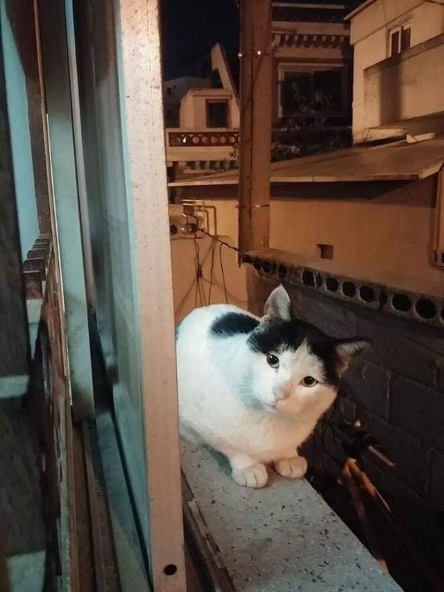 고양이들 사이에서 소문 난 집