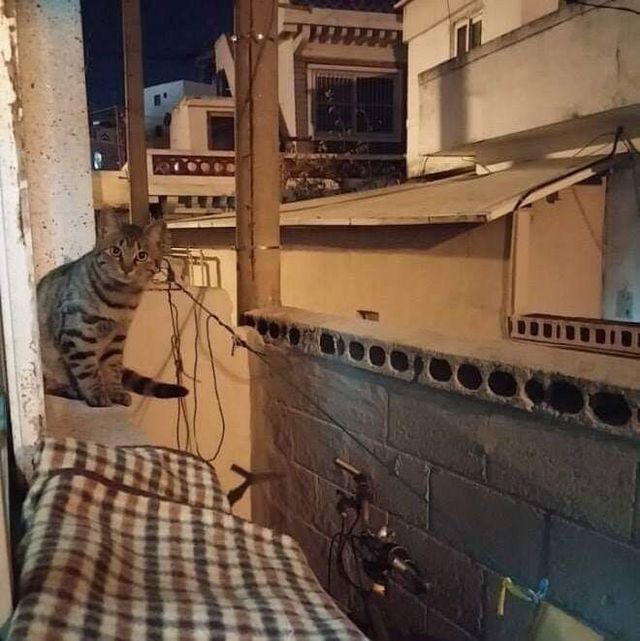 고양이들 사이에서 소문 난 집