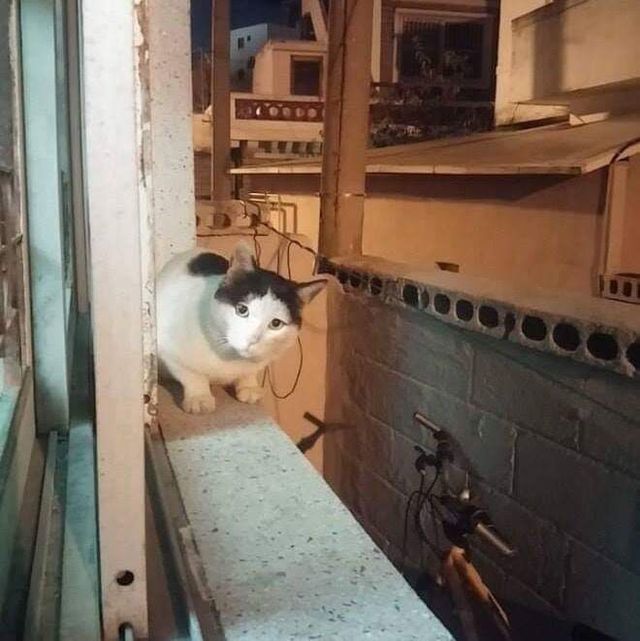 고양이들 사이에서 소문 난 집