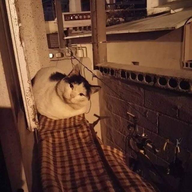 고양이들 사이에서 소문 난 집