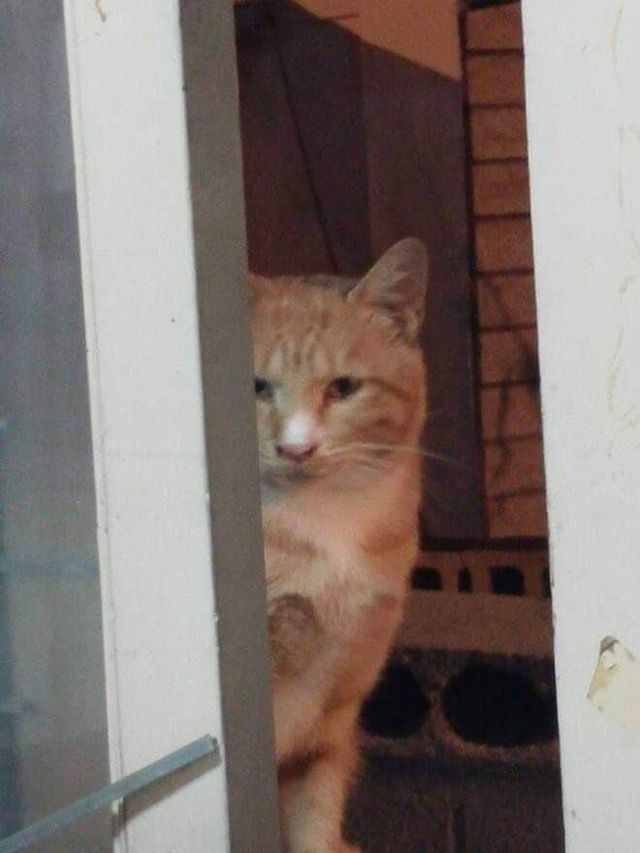 고양이들 사이에서 소문 난 집