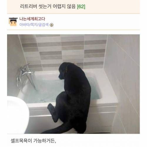 리트리버 씻는 거 어렵지 않음
