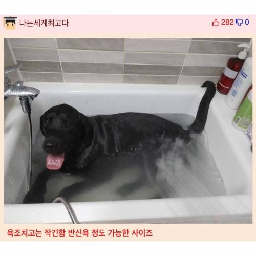 리트리버 씻는 거 어렵지 않음