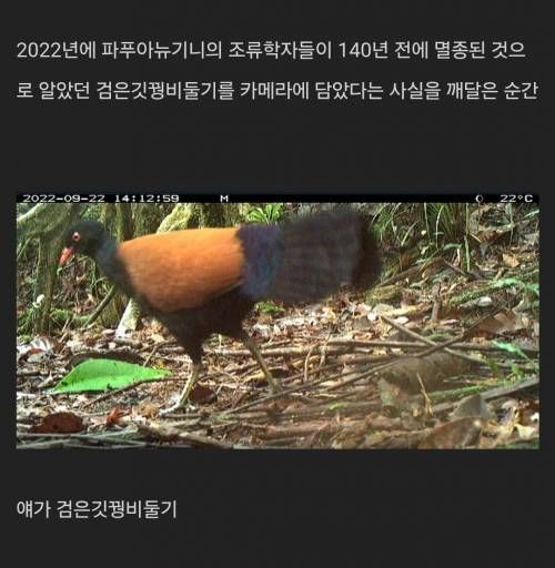 멸종한줄 알았던 생물을 카메라에 잡은 순간.mp4
