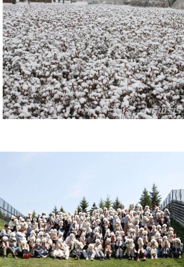 목화밭 같은 비숑 집합사진