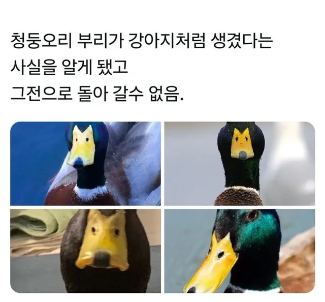 강아지의 저주