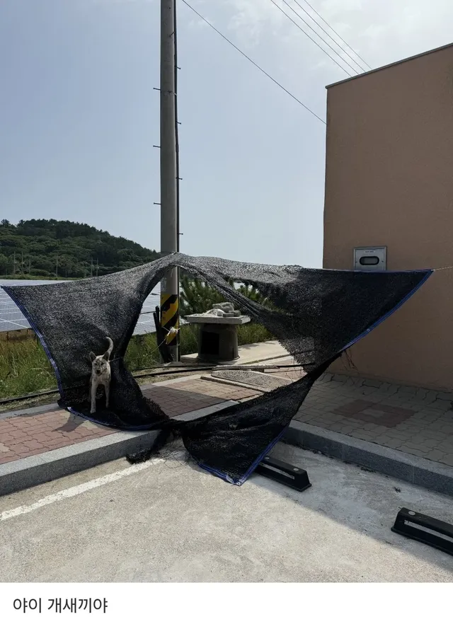 시골개들 땡볕아래 있는거 불쌍해서 가림막 설치해준 사람