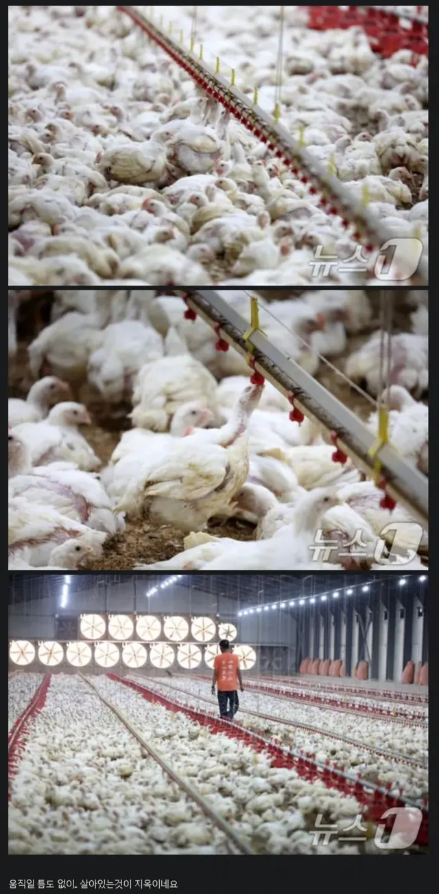 폭염속에서 양계장 닭들