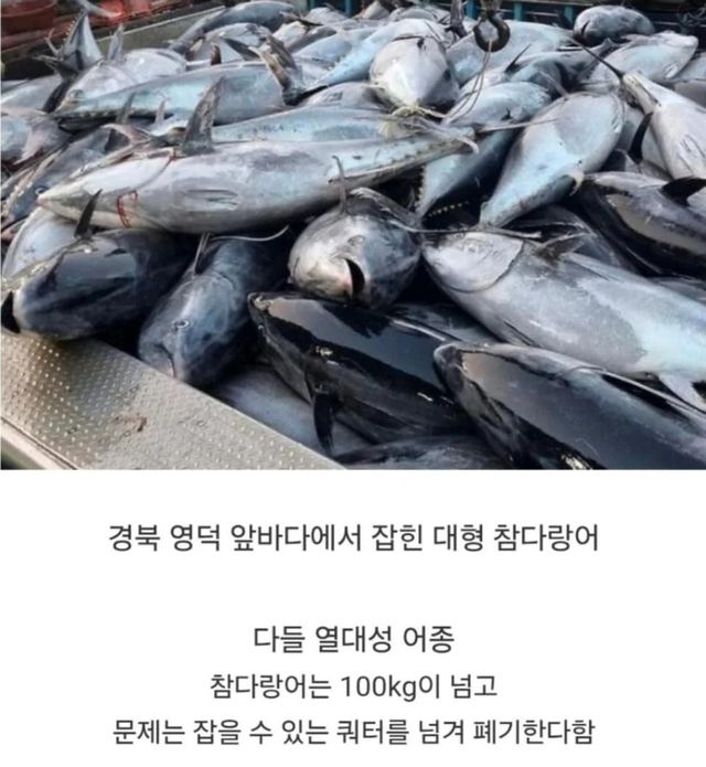 우리나라 바다 어종상황