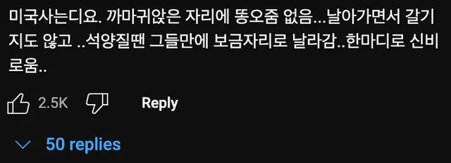 까마귀🐦는 의외로 순둥순둥하다