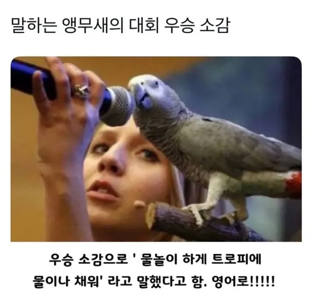 말하는 앵무새의 우승소감