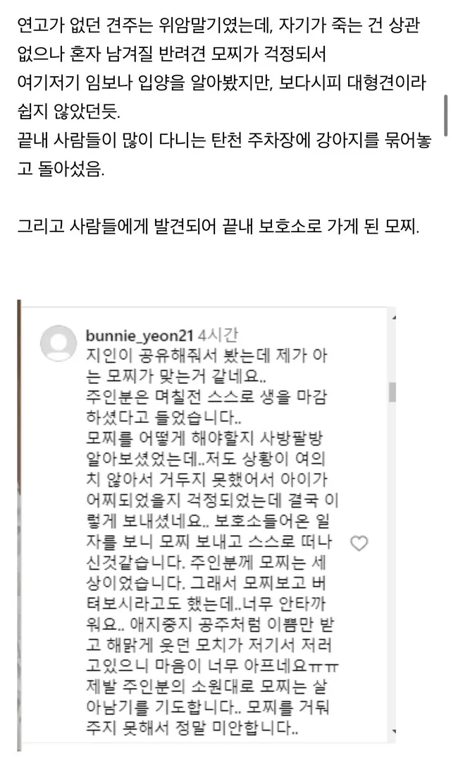 탄천주차장 버려진강아지 후기
