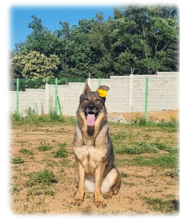 키크니 작가 -군견 우도 - .jpg