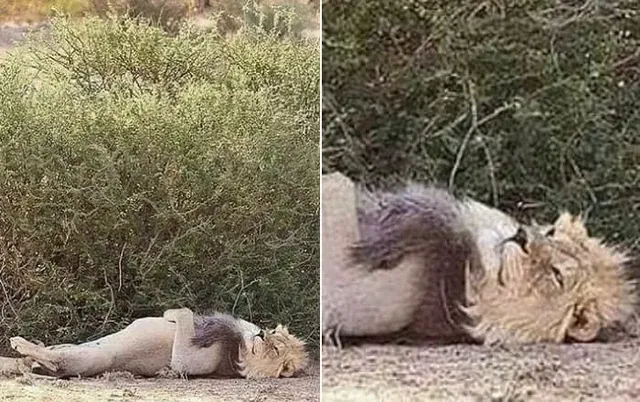 대충살자 이 동물원 사자처럼