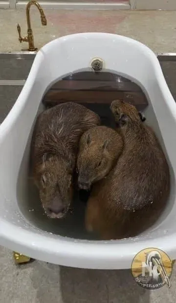 승희 지금 자냐? 똥짤 하나 올린다