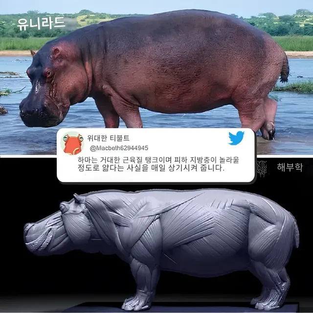 하마의 진실...