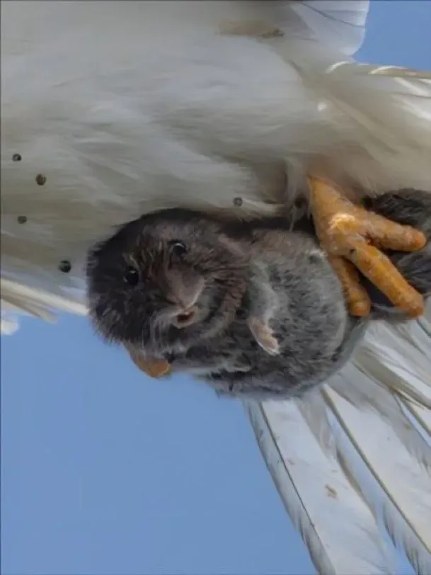 야생 동물 사진 작가가 포착한 포식자와 피식자