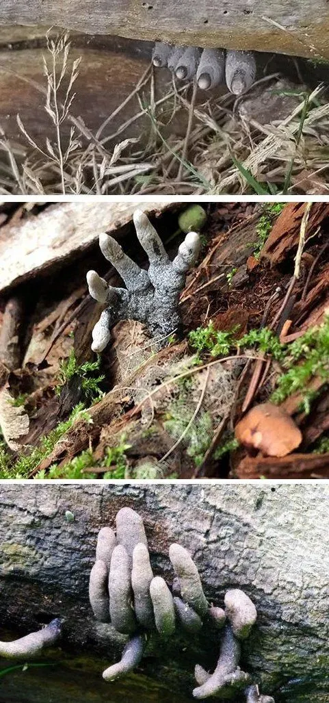 죽은자의 손가락