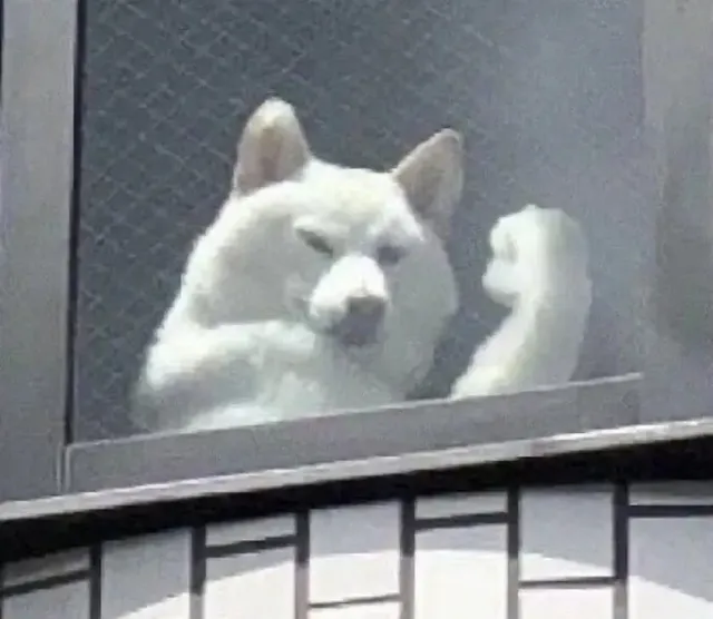 기운 내라 인간