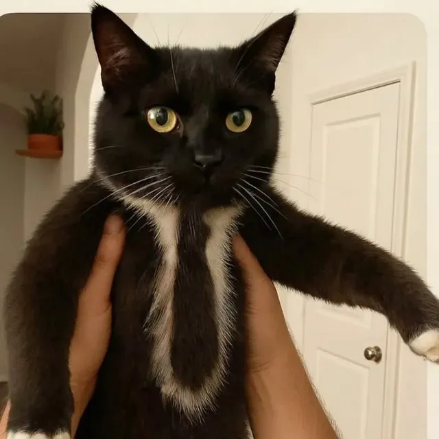 넥타이가 있는 고양이