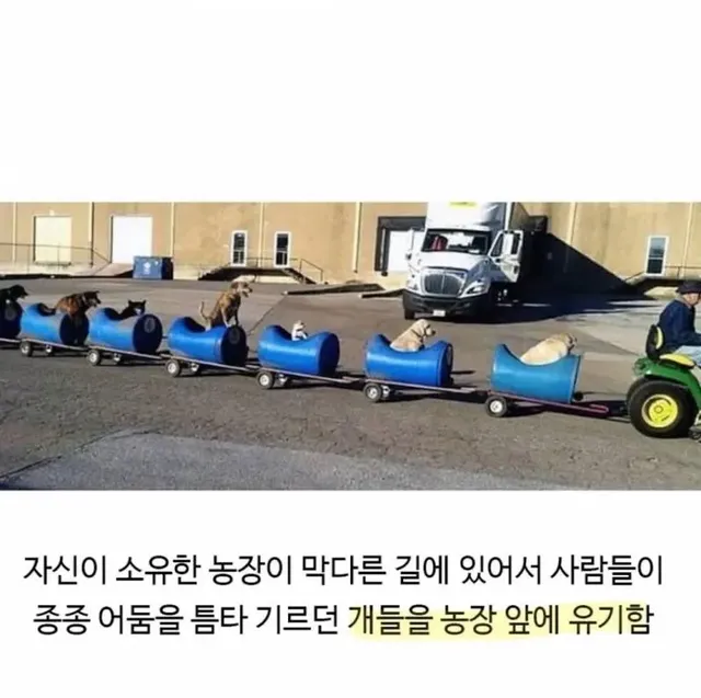 80세 할아버지가 강아지들과 산책하는 방법