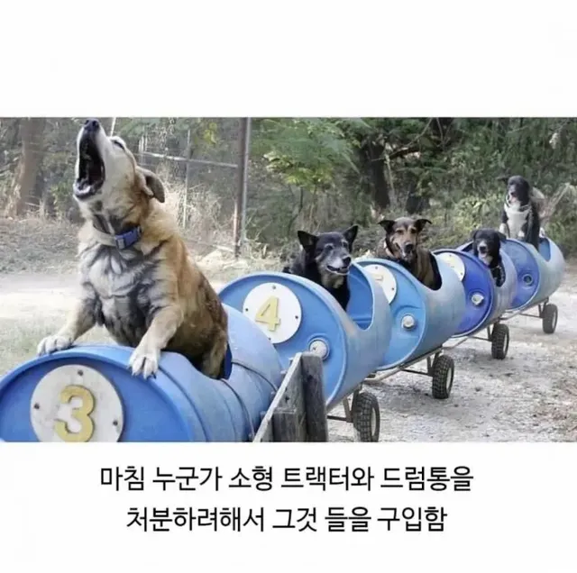 80세 할아버지가 강아지들과 산책하는 방법