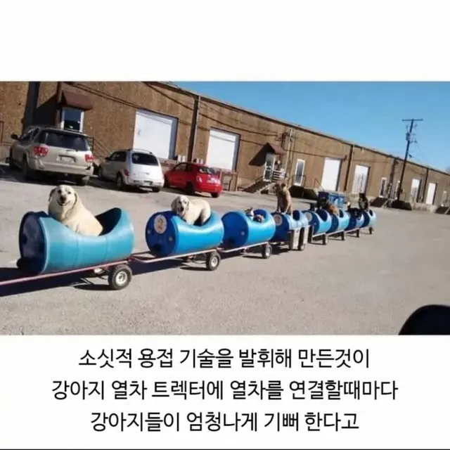 80세 할아버지가 강아지들과 산책하는 방법