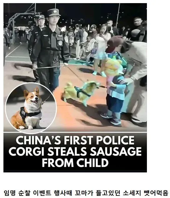 중국 첫 코기 경찰견으로 발탁 되자마자 실수 저질러