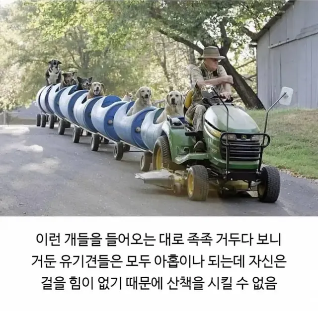 80세 할아버지가 강아지들과 산책하는 방법